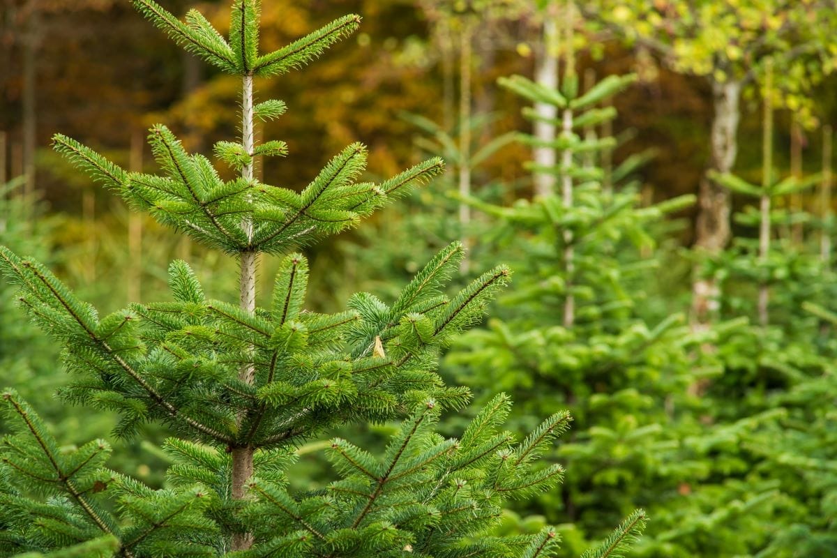 Christmas tree