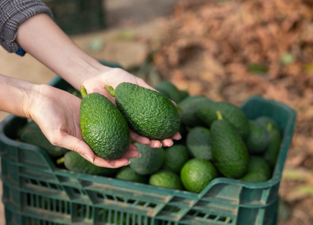 Avocado, mad - welltica.dk - Vejen til et bedre liv