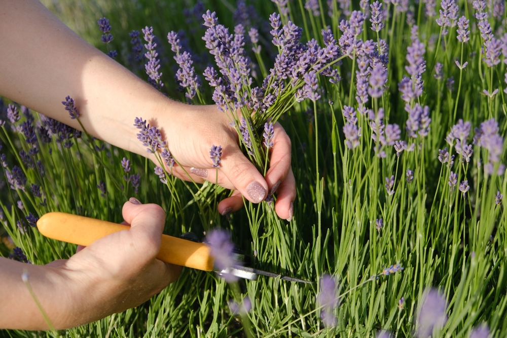 A,Woman's,Hand,Cuts,Lavender,Blossoms,With,Secateurs,In,A - welltica.dk - Vejen til et bedre liv