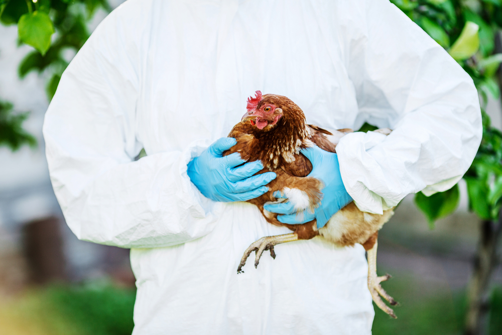 VetDoctorExaminingChickenVetConcept - welltica.dk - Vejen til et bedre liv