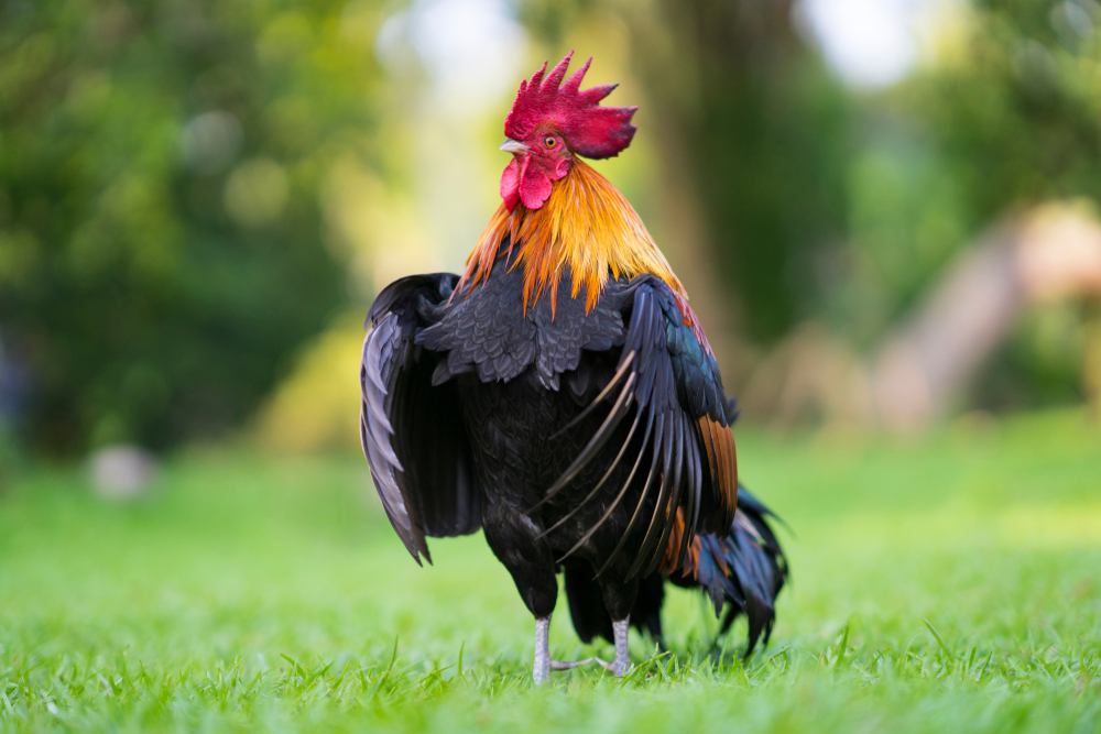 BeautifulRoosterStandingOnTheGrassInBlurredNatureGreen - welltica.dk - Vejen til et bedre liv