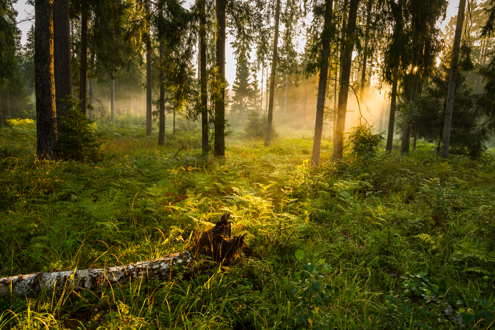Forrest,-,Forest,Knyszyn,(poland) - welltica.dk - Vejen til et bedre liv