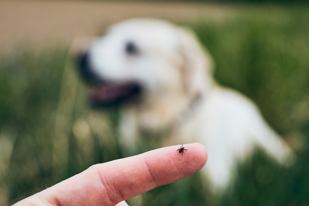 Close-upViewOfTickOnHumanFingerAgainstDogLying - welltica.dk - Vejen til et bedre liv