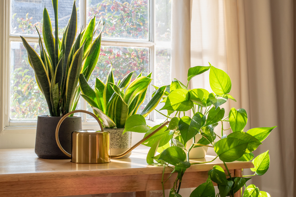 ASansevieriaTrifasciataSnakePlantInTheWindowOfA - welltica.dk - Vejen til et bedre liv