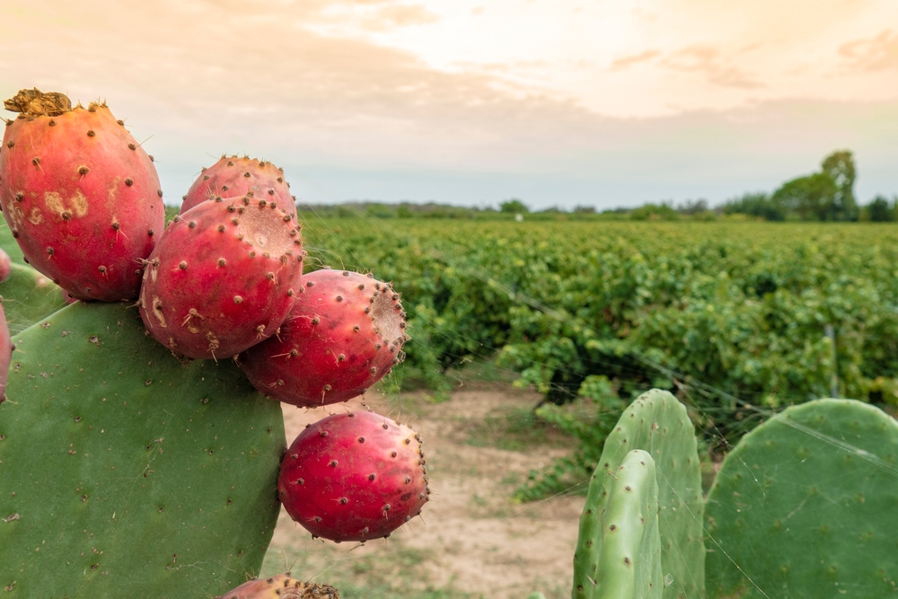 ApuliaitalyAugust2021PricklyPearsSummerInItaly - welltica.dk - Vejen til et bedre liv