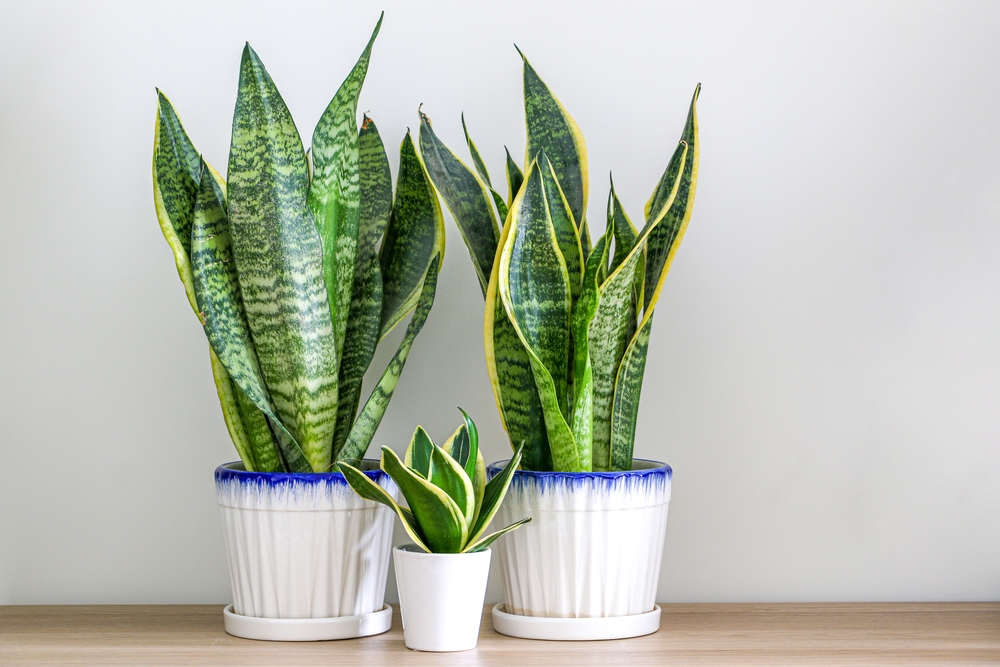 TwoDracaenaTrifasciataSnakePlantssansevieriaTrifasciataAndASmall - welltica.dk - Vejen til et bedre liv