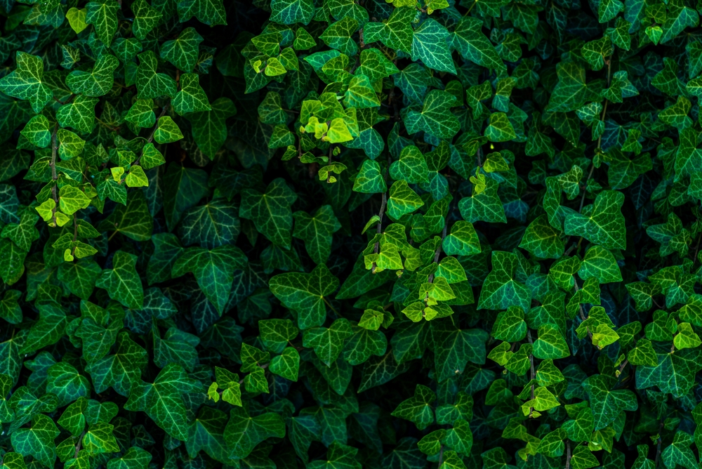 BackgroundOfLushGreenIvyLeavesGreenIvyLeavesWith - welltica.dk - Vejen til et bedre liv