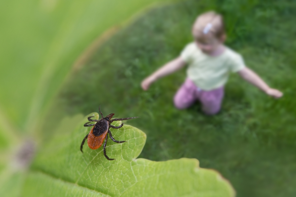 CastorBeanTickOverChildPlayingInGreenGrassIxodes - welltica.dk - Vejen til et bedre liv