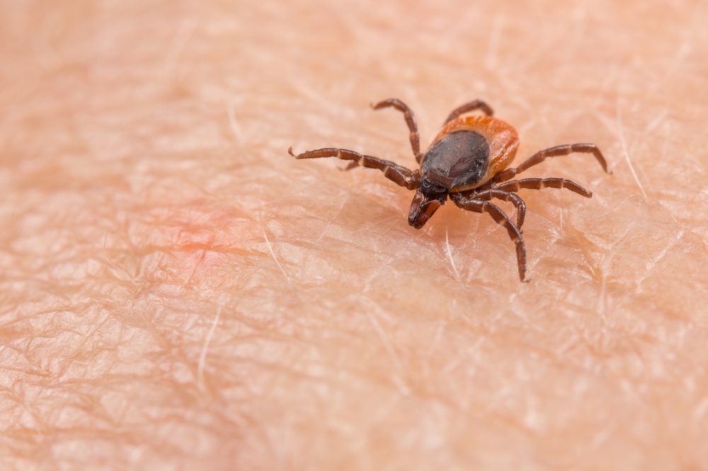 DangerousParasiticCastorBeanTickAtBitingToAHuman - welltica.dk - Vejen til et bedre liv
