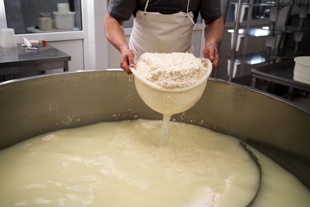 CheeseMakerOrWorkerTakingCurdFromTankAtCheese - welltica.dk - Vejen til et bedre liv
