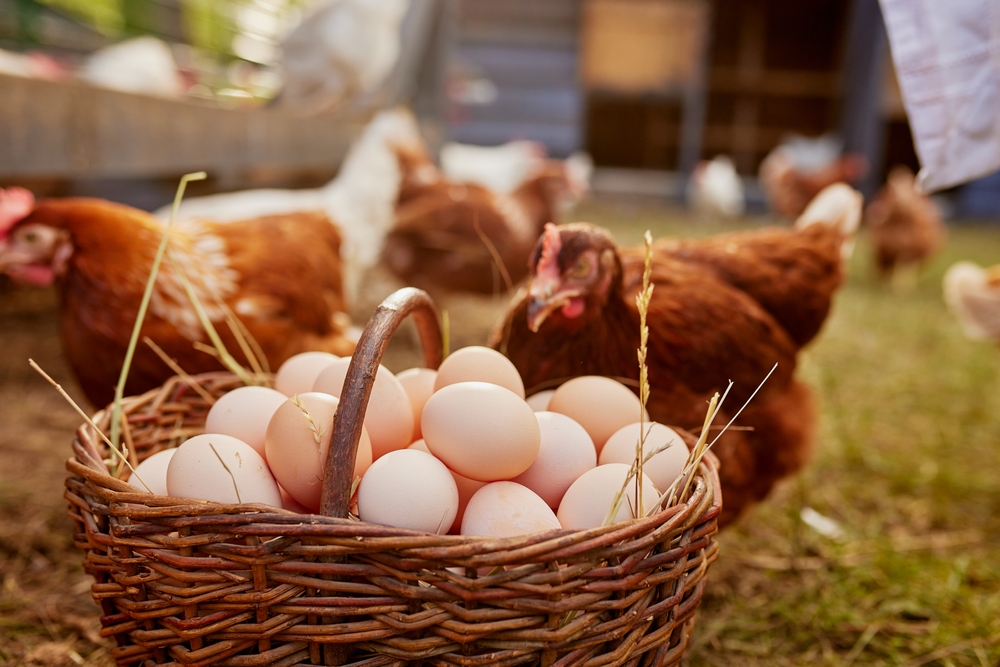 FarmerHoldingGoatWithEggsInChickenEcoFarmFree - welltica.dk - Vejen til et bedre liv