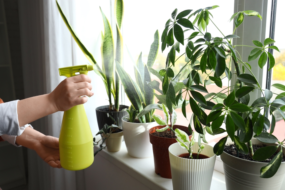 WomanWateringPlantsOnWindowsillAtHome - welltica.dk - Vejen til et bedre liv