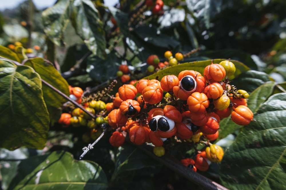 PlantingGuaranaFruitInTheAmazonia - welltica.dk - Vejen til et bedre liv