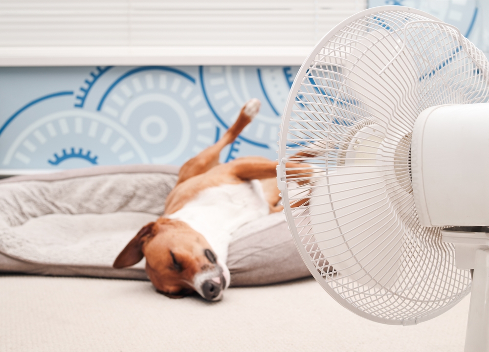 RelaxedDogLyingInFrontOfFanWithLegsIn - welltica.dk - Vejen til et bedre liv