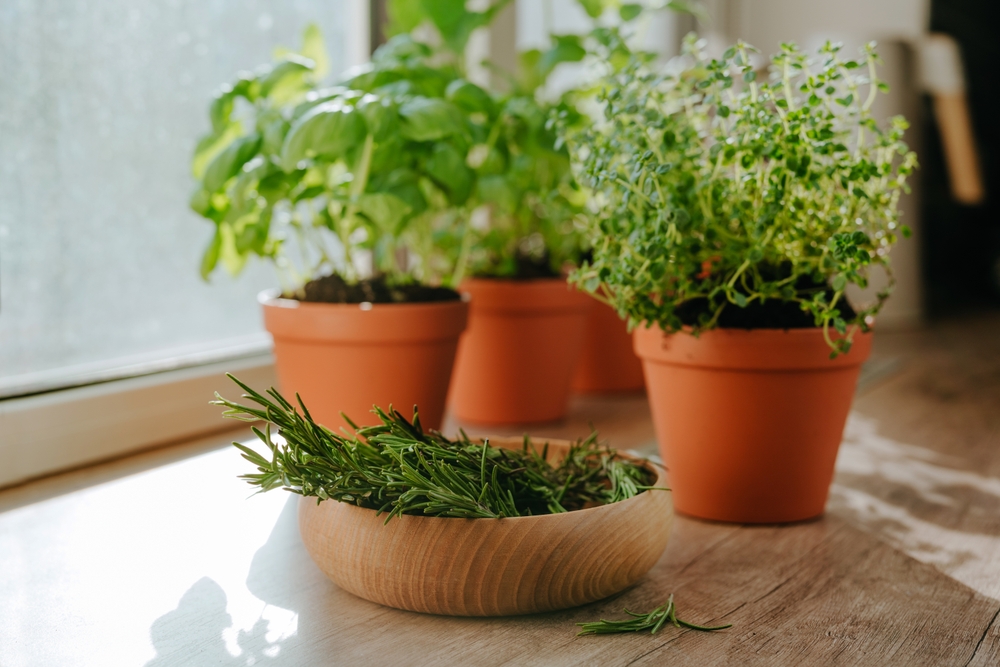 KitchenHerbsCultivatedInAFlowerPotsAndRosemaryIn - welltica.dk - Vejen til et bedre liv