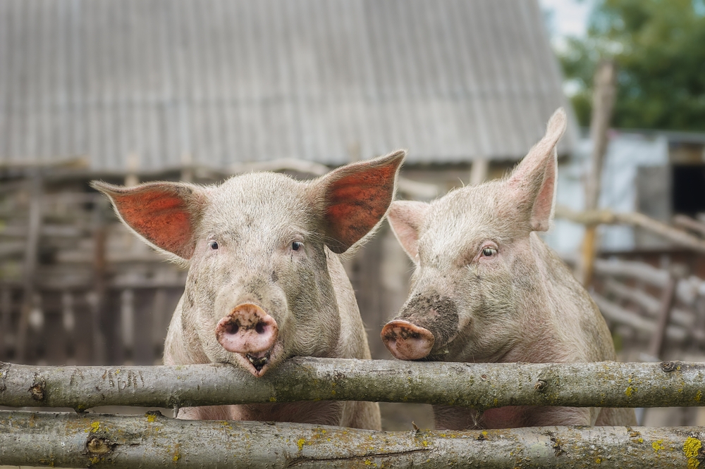 PinkPigsOnTheFarmSwineAtTheFarmMeat - welltica.dk - Vejen til et bedre liv