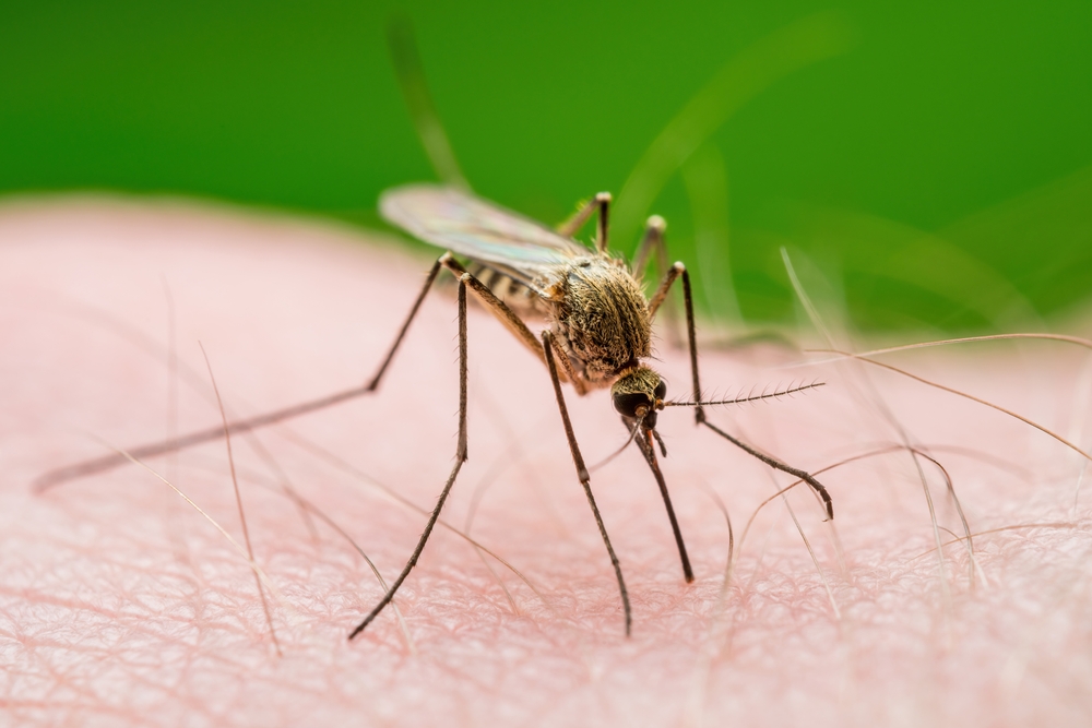 MalariaInfectedMosquitoBiteLeishmaniasisEncephalitisYellowFeverDengueMalaria - welltica.dk - Vejen til et bedre liv