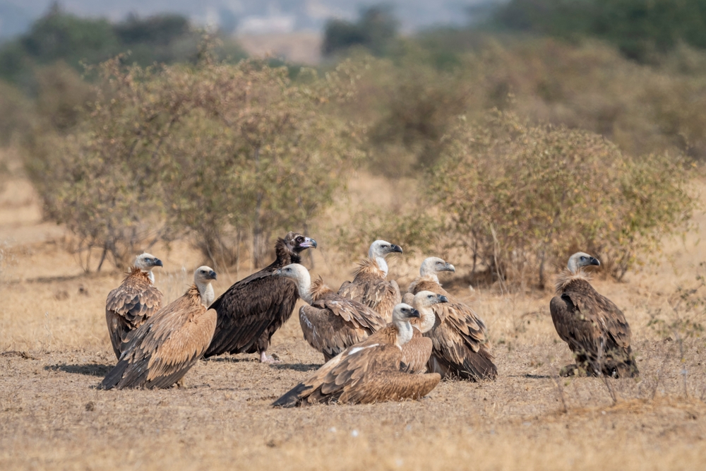 Flock,Of,Wild,Cinereous,Vulture,And,Eurasian,Griffon,Vulture,Or - welltica.dk - Vejen til et bedre liv