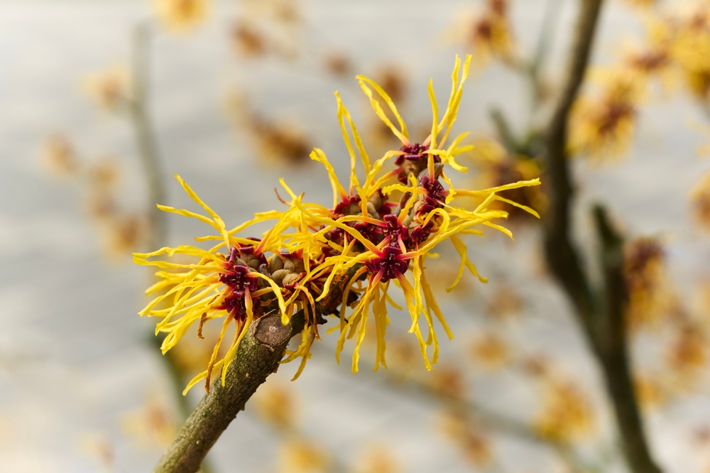 WitchHazelhamamelisVirginianaFlowersClose-upHamamelidaceaeDeciduousTreeYellow - welltica.dk - Vejen til et bedre liv