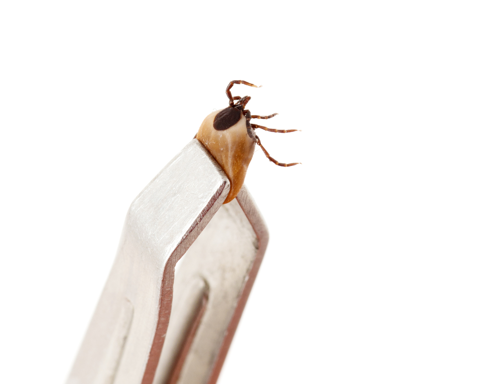 TicksIsolatedOnAWhiteBackground - welltica.dk - Vejen til et bedre liv