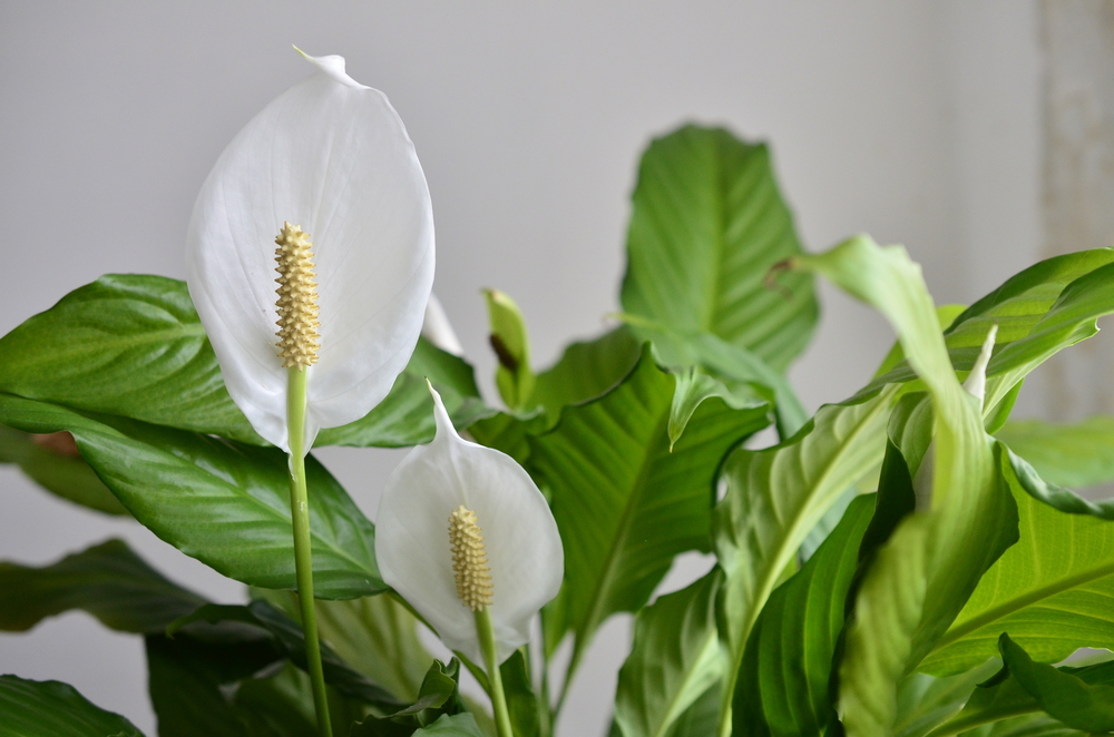PeaceLilyFlower - welltica.dk - Vejen til et bedre liv
