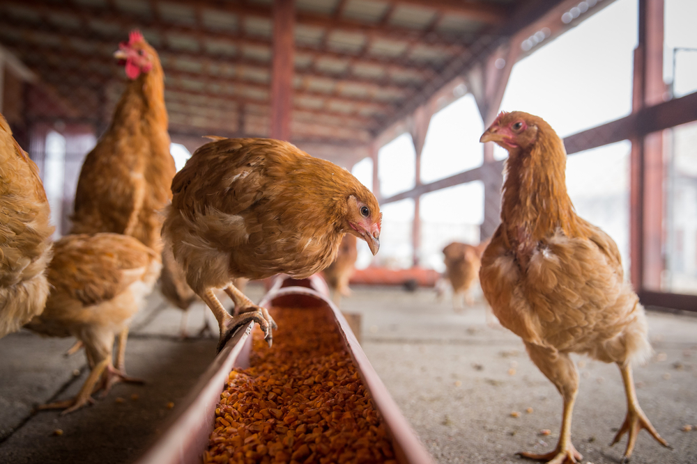 ChikensEatingCornOfAFarm - welltica.dk - Vejen til et bedre liv