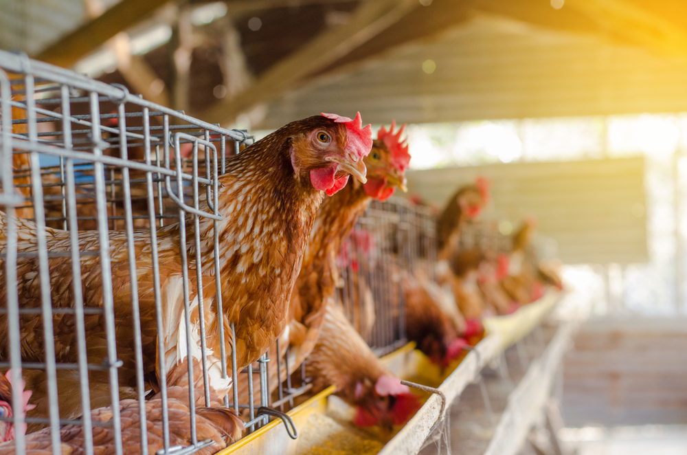 EggsChickenshensInCagesIndustrialFarm - welltica.dk - Vejen til et bedre liv