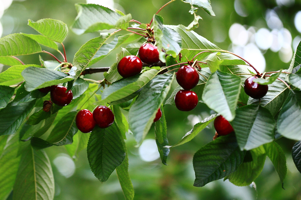 CherriesHangingOnACherryTreeBranch - welltica.dk - Vejen til et bedre liv
