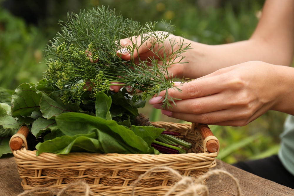 WomanWithFreshGreenHerbsOutdoorsCloseup - welltica.dk - Vejen til et bedre liv