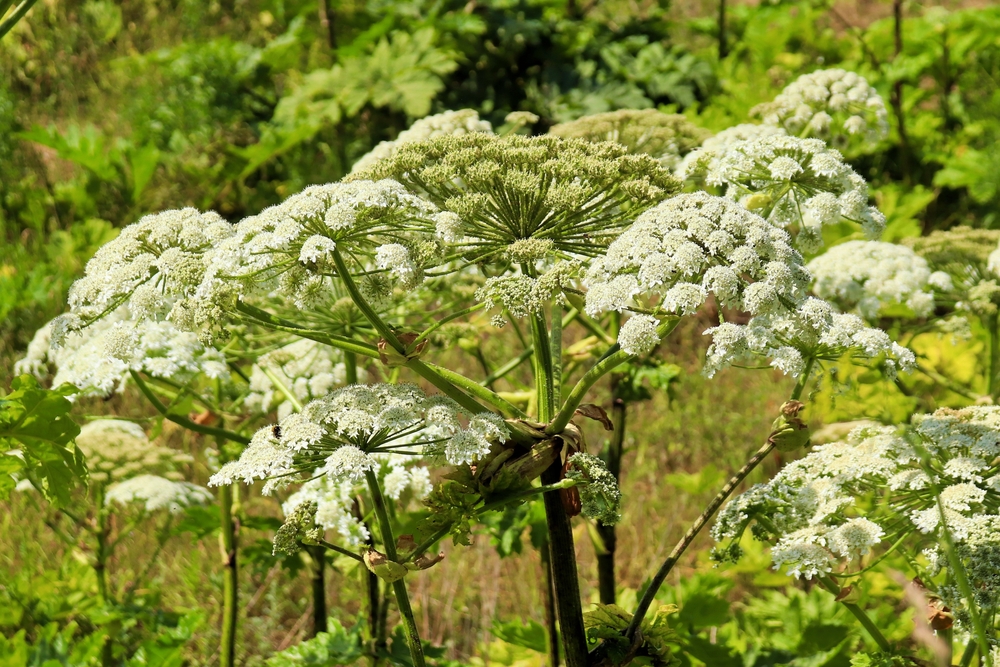 LargeInflorescenceOfTheWeedPestHogweedHeracleumMantegazzianumSommier - welltica.dk - Vejen til et bedre liv