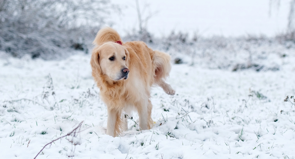 GoldenRetrieverDogPeeingInTheSnow - welltica.dk - Vejen til et bedre liv