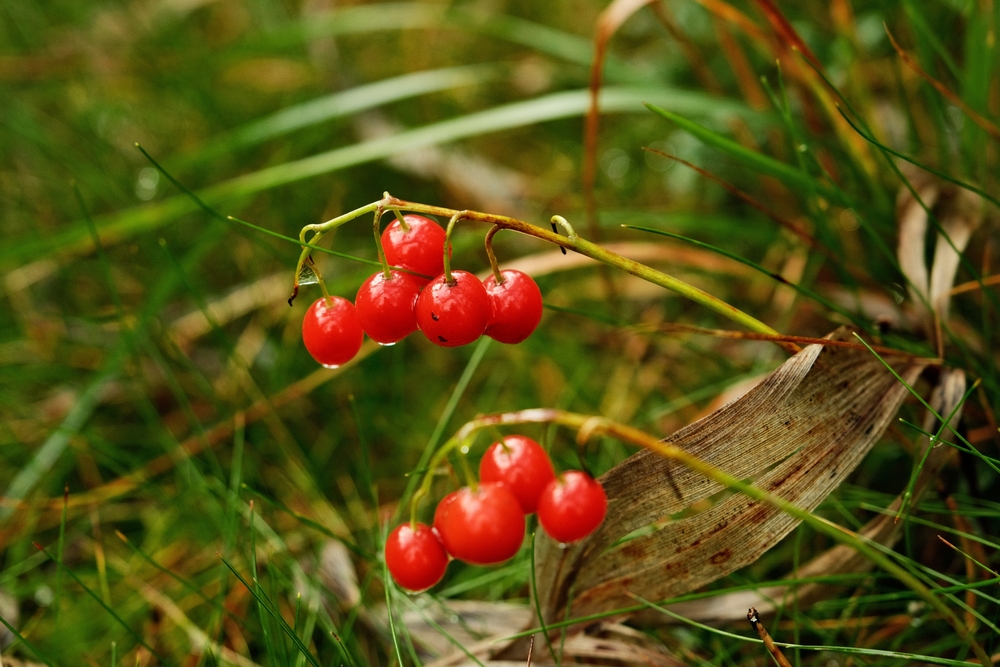 AutumnRedLilyOfTheValleyBerriesOnGreenBackground - welltica.dk - Vejen til et bedre liv