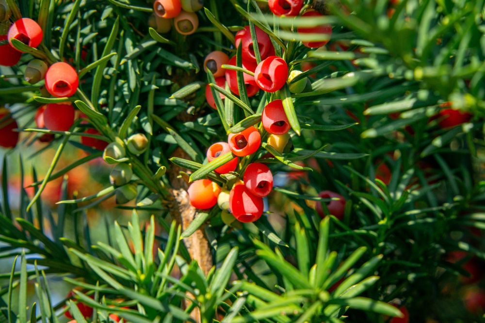 SmallBeautifulRedYewFruitsInAutumnInTheGarden - welltica.dk - Vejen til et bedre liv