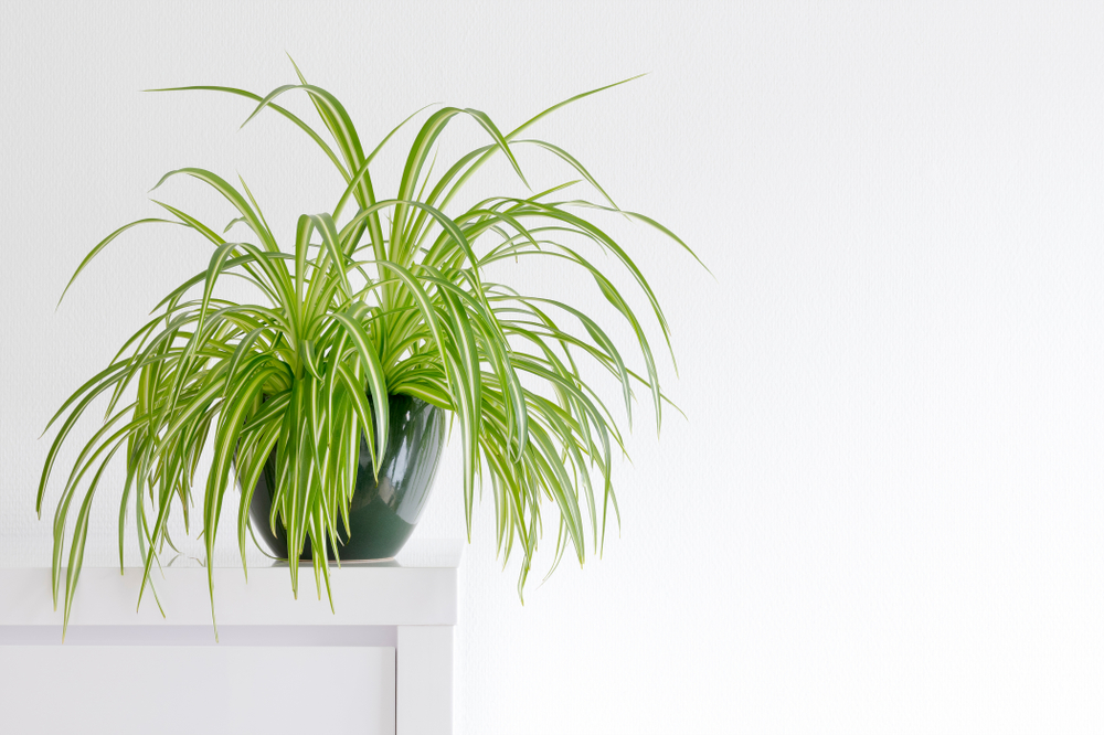 HouseplantChlorophytumComosumInFrontOfALightWallIn - welltica.dk - Vejen til et bedre liv