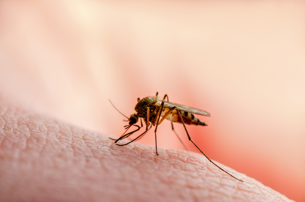 DangerousMalariaInfectedMosquitoSkinBiteLeishmaniasisEncephalitisYellowFever - welltica.dk - Vejen til et bedre liv