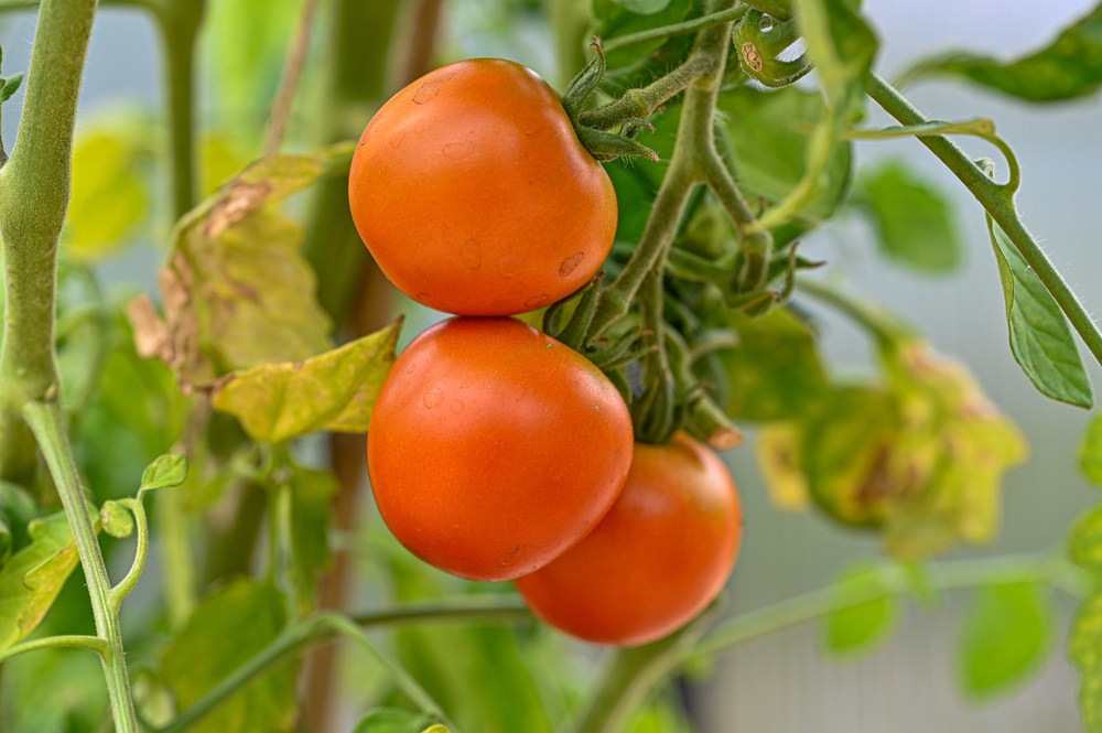ThreeTomatotReadyToBePickedAndEaten - welltica.dk - Vejen til et bedre liv