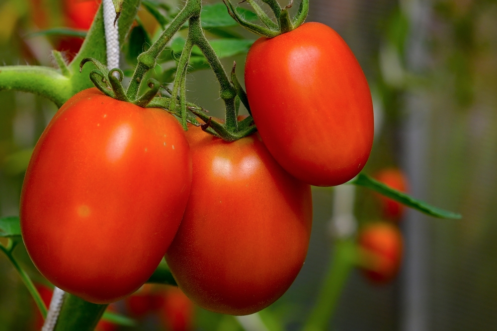 RipeRedTomatoesHealthyFood - welltica.dk - Vejen til et bedre liv
