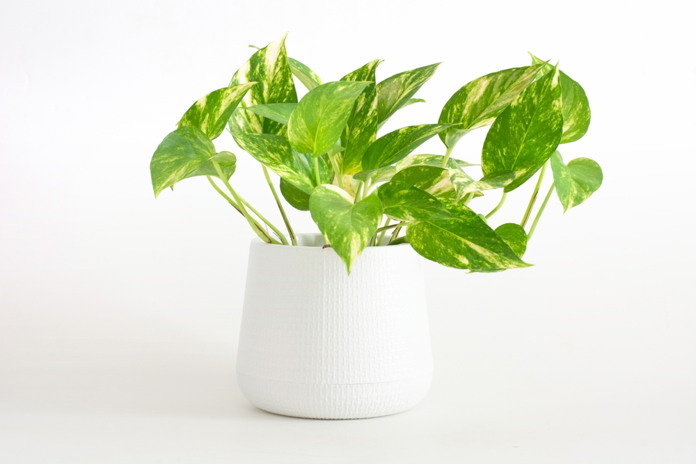 EpipremnumAureumHouseplantGoldenPothosViningPlantWithHeart-shapedLeaves - welltica.dk - Vejen til et bedre liv