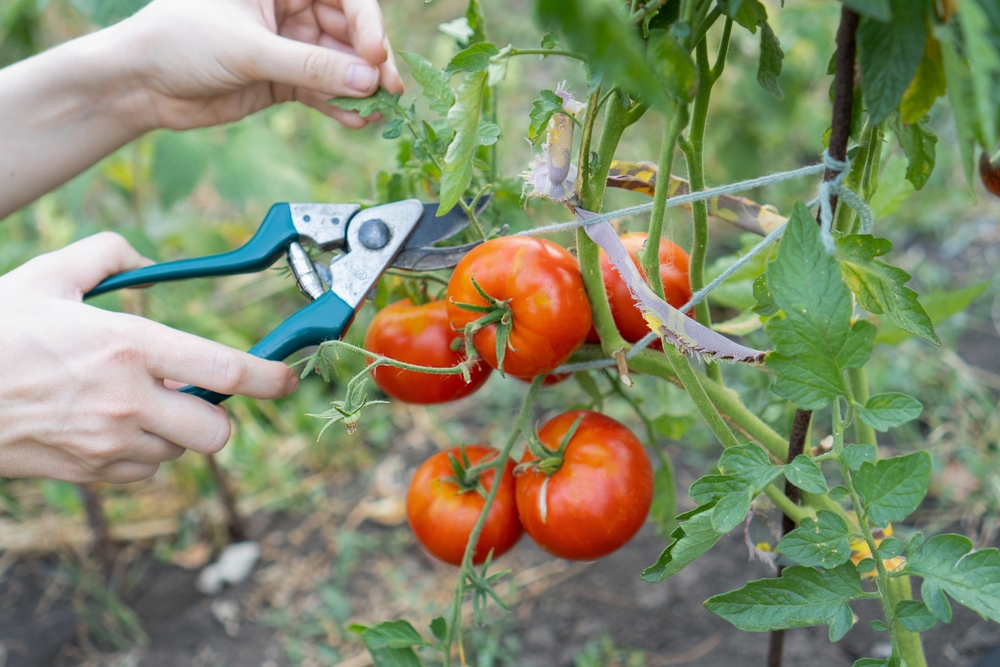 WomanHoldsABunchOfTomatoesInOneHandAnd - welltica.dk - Vejen til et bedre liv