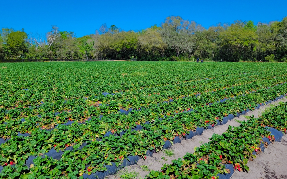 StrawberryFieldInVoulsiaCountyFloridia - welltica.dk - Vejen til et bedre liv