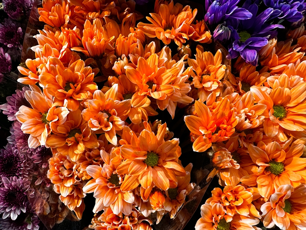 PinkGerberaDaisyInABouquetFlowerBackground - welltica.dk - Vejen til et bedre liv