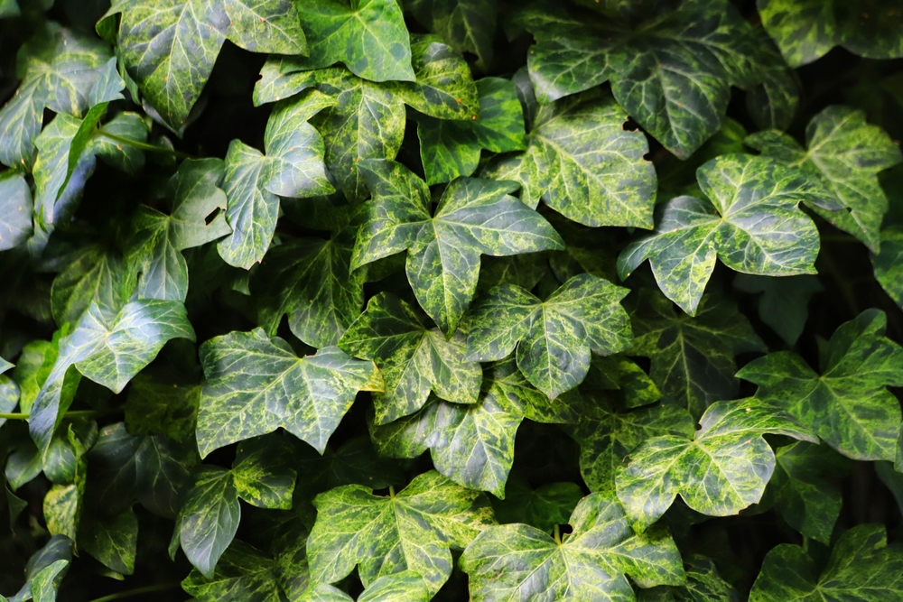 HederaHelixGreenIvyLeavesOnATreeTrunk - welltica.dk - Vejen til et bedre liv