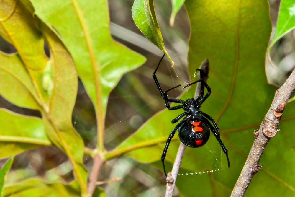BlackWidowSpider - welltica.dk - Vejen til et bedre liv