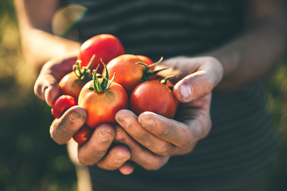 FarmerHoldingFreshTomatoesAtSunsetFoodVegetablesAgriculture - welltica.dk - Vejen til et bedre liv