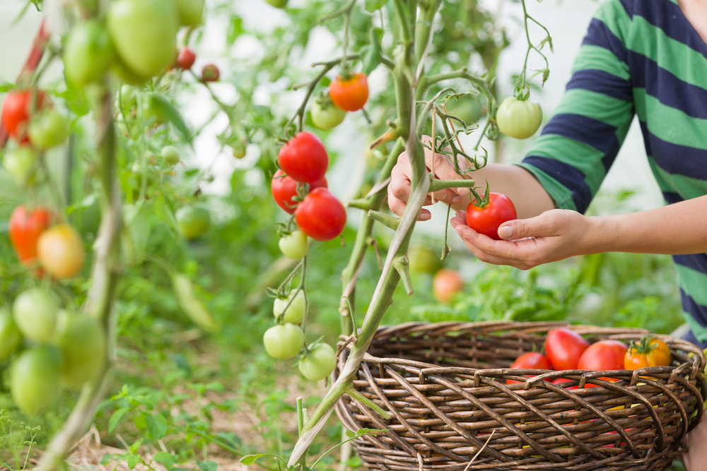 WomansHandsHarvestingFreshOrganicTomatoesInHerGardenOn - welltica.dk - Vejen til et bedre liv