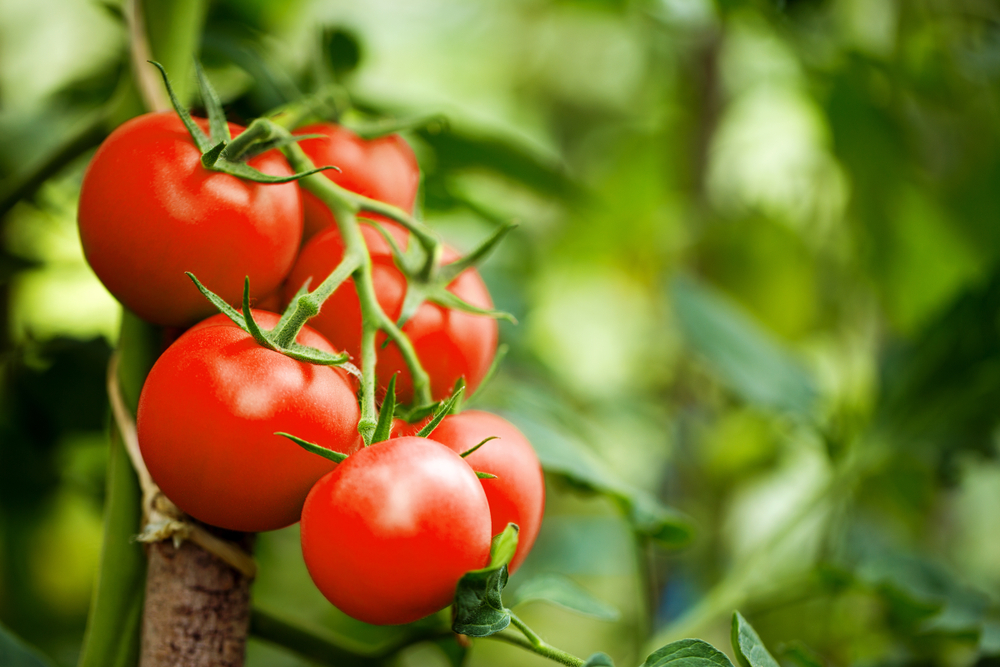 BeautifulRedRipeHeirloomTomatoesGrownInAGreenhouseGardening - welltica.dk - Vejen til et bedre liv