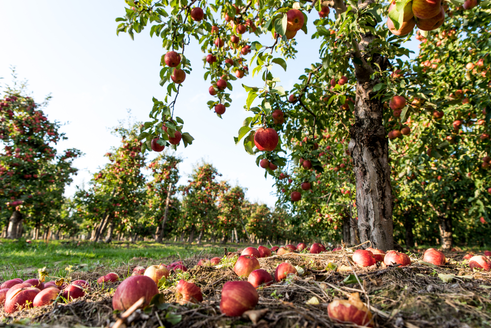 AppleHarvestInAnOrchardOnSunnyDayFallenApples - welltica.dk - Vejen til et bedre liv