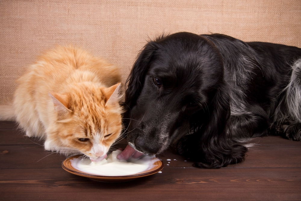 CatAndDogDrinkMilkTogether - welltica.dk - Vejen til et bedre liv