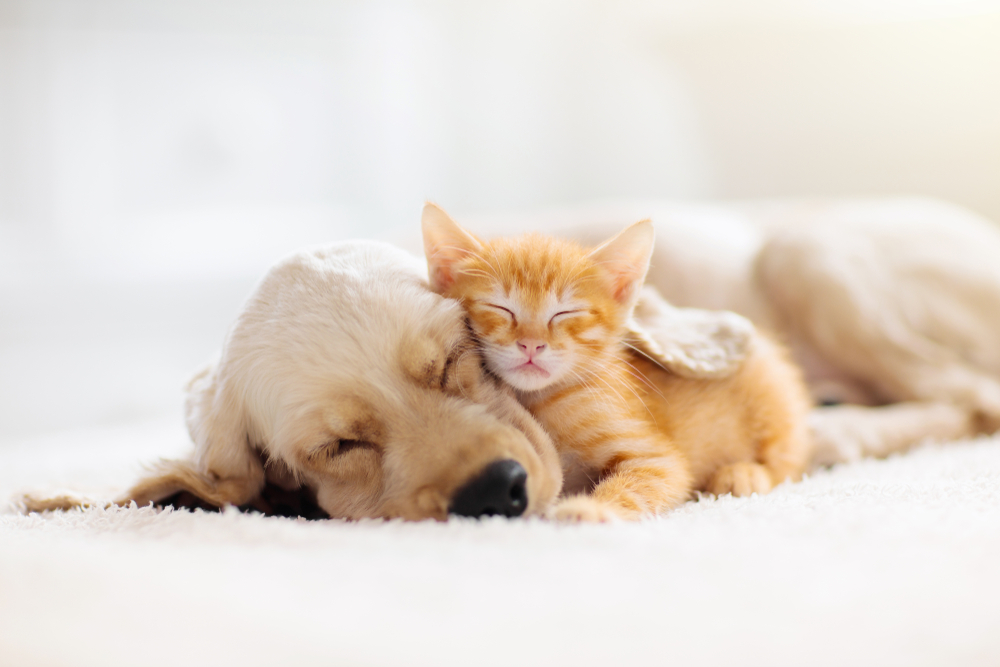 CatAndDogSleepingTogetherKittenAndPuppyTakingNap - welltica.dk - Vejen til et bedre liv