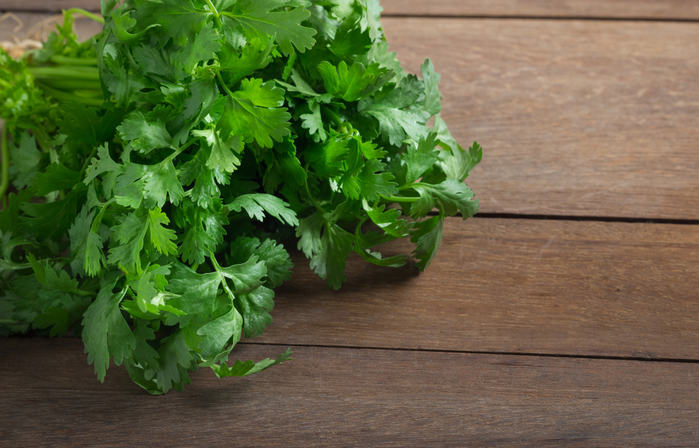 BunchOfFreshGreenCorianderOrCilantroOnWoodenBackground - welltica.dk - Vejen til et bedre liv